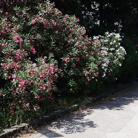 Apartment Garden Kotor Bagian luar foto