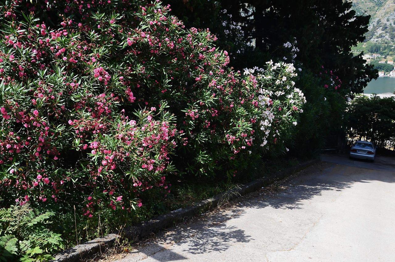Apartment Garden Kotor Bagian luar foto